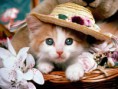 /album/wonderfulls/gato-hermoso-jpg2/
